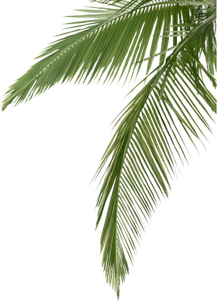 Papo Nurseries beautiful palm hanging right side